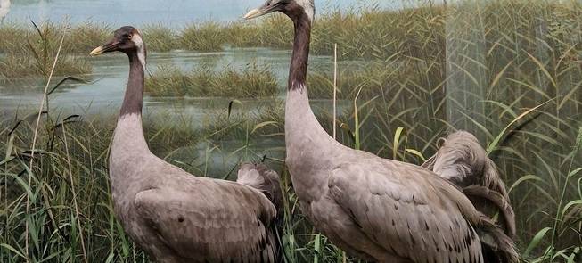 Экспозиция Музея леса в усадьбе Зипляй